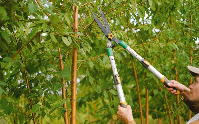 Tree trimming in Lukachukai, AZ
